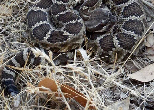 mkhansonrattlesnake