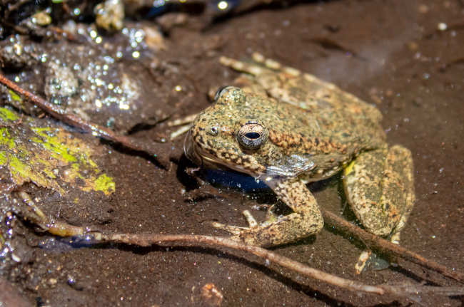 U.S. Fish and Wildlife Service proposes Endangered Species Act protections for foothill yellow-legged frog - Lake County News